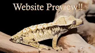 Website Update Preview for May 7th 2021