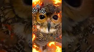 Bibib marah dan Balas dendam!😤😡🦉 #cuteanimal #funnyvideo #cute #funny #shorts