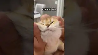 Как гладить кота!