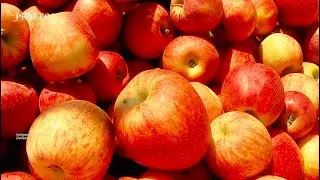 Manzana | La Transformación empieza con lo que llevas a tu mesa | Profeco