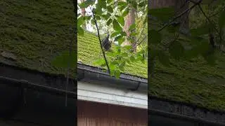 Топ топ