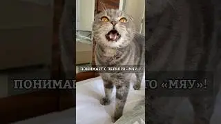 Идеальный хозяин