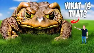 Do You Know The Difference Between These Animals?
