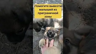 Щенков некуда везти, откликнитесь неравнодушные люди🙏
