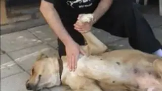 Shiatsu en Mascotas, shiatsu for dogs