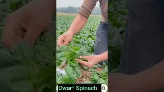 Dwarf Spinach Excellent Taste 