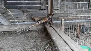 Обзор про то как уживаются самцы, королевский и охотничий фазан.Куда можно применить перья фазана.