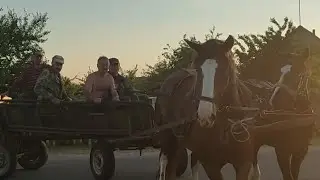 к нам приехали друзья коневоды на паре лошадей