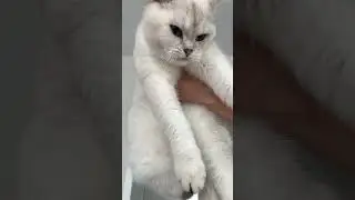 Почему кошка спит на груди хозяина? 