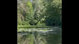 Цапля и очень красивая природа