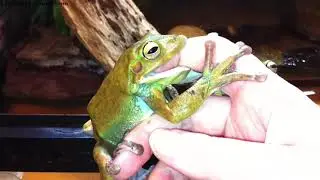 Round Frog and Voigt have been Sharing today! A Delicious Finger!