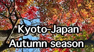 Japan- autumn leaves 2024 - Kyoto