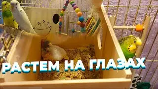 драка волнистых попугаев. птенец получил ни за что