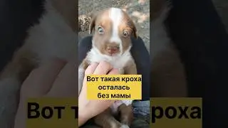 Ещё совсем малыш