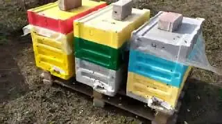 Запасні матки карніки. Зимувалі нуклеуси.
