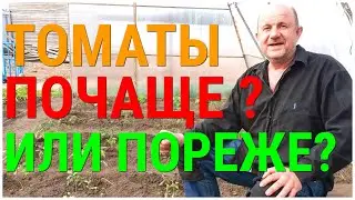 ТоматПомидор - Идеальное расстояние при посадки. На каком расстоянии сажать Помидоры куст от куста?