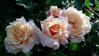 ✿➽ Питомник Розы Вдохновения 🌺🌿 Обзор посылки с розами🌺🌿  3.04.20