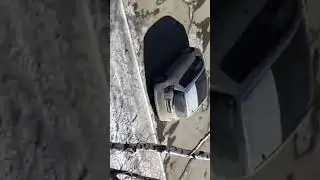 Что за тигр этот лев)