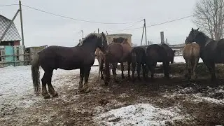 Знакомим  лошадей в феврале