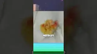 The Undertale Needle Cookie Incident