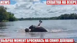 Большая Капибара напала на плавающую в озере девушку