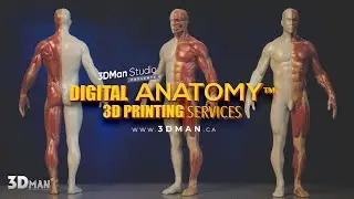 Digital Anatomy™ 3D Printing Services. | 3DMan Studio