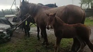Пригнали кобылу жеребец озверел