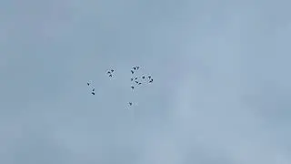 Гон голубей 14.12.2022г.