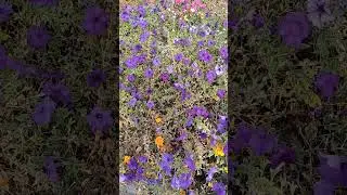 Цветы осени 