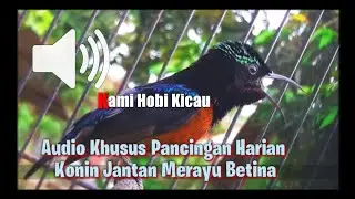AUDIO PIKAT BURUNG KONIN JANTAN MERAYU BETINA KHUSUS BUAT HARIAN.Mp3