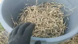 Моё наследство! Заготовка семян Редиса Розовая Красавица! Как выбрать семена из стручков редиса!