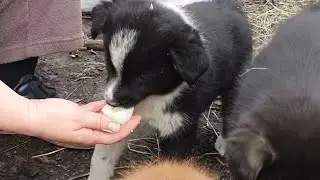 У бездомных щенков сегодня новое меню