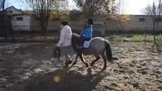 Занятие по верховой езде на пони Марго (ШВЕ 