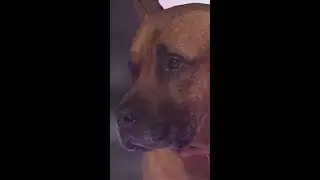 ПЁС ЗАПЛАКАЛ!!! Его выгнали с 