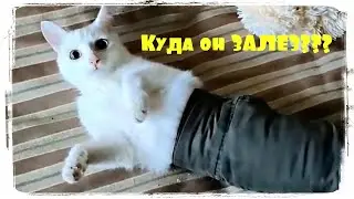 СМЕШНЫЕ КОШКИ 😀 Приколы с Кошками 🐈 КОШКИ 2020 😹 Funny Cats 