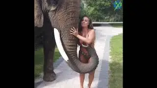 OMG Elephant Doing Naughty Touch with Sexy Girl