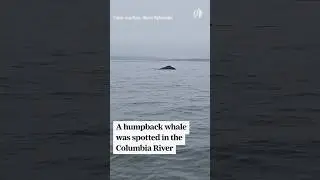 Humpback whale spotted in Columbia River