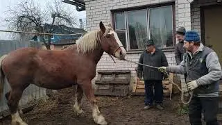 Цыганские лошади