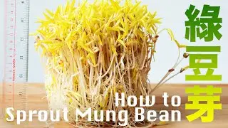 How to Sprout Mung Bean Easily  [just wash the vegetable sieve] without going out  @beanpandacook ​