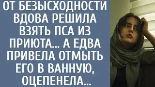От безысходности, вдова решила взять пса из приюта… А едва привела отмыть его в ванную, оцепене