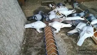 краткий обзор голубятни