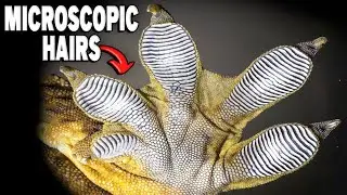 What Makes Gecko Feet Sticky Enough To Climb Glass?