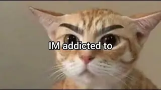 Tingkah-tingkah kucing lucu...nggak nonton rugi😹