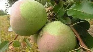 Груша Десертная россошанская gAglU7aXO s