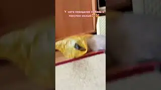любовь  странная штука  ,?