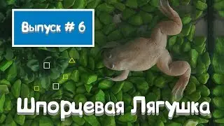 Шпорцевая лягушка