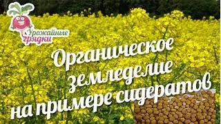 Органическое земледелие на примере сидератов #urozhainye_gryadki