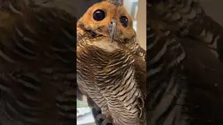 Bibib takut dengan suntikan vitamin‼️🦉💉 #owl #funnyvideo #cute #animals #funny