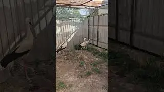 Завтрак и взвешивание