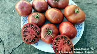 🍅Помидоры Чёрный Карликовый Тигр Чероки, Cherokee Tiger Black Dwarf Новинка 2021 в Комнате Лилипутов